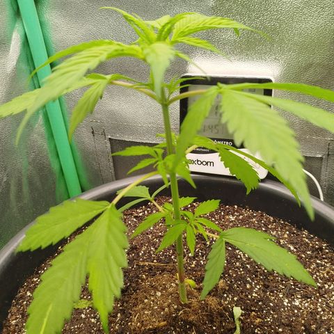 XXL Boombastic growlog timeline photo