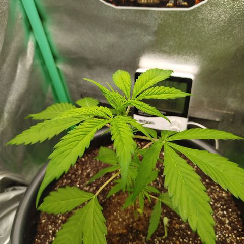 XXL Boombastic growlog timeline photo