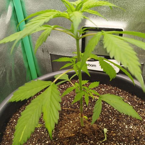 XXL Boombastic growlog timeline photo