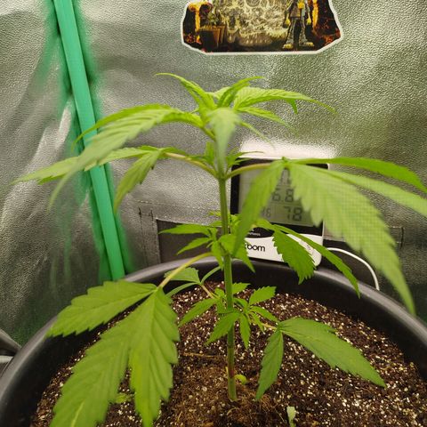 XXL Boombastic growlog timeline photo