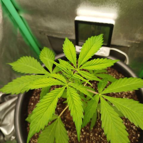 XXL Boombastic growlog timeline photo