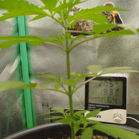 XXL Boombastic growlog timeline photo