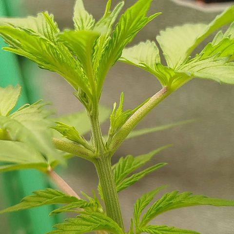 XXL Boombastic growlog timeline photo