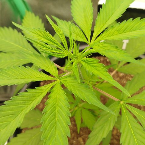 XXL Boombastic growlog timeline photo