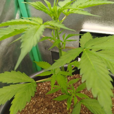 XXL Boombastic growlog timeline photo