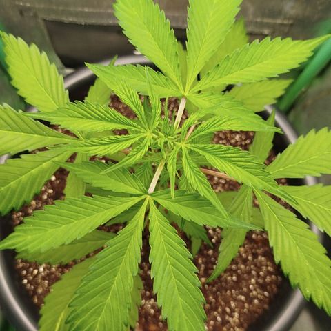 XXL Boombastic growlog timeline photo