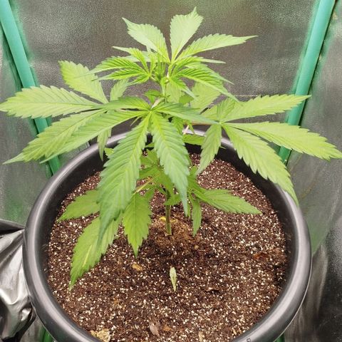 XXL Boombastic growlog timeline photo