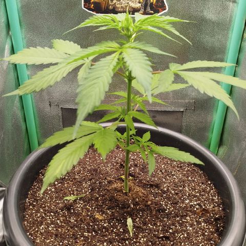 XXL Boombastic growlog timeline photo