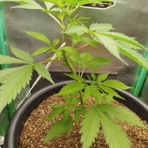 XXL Boombastic growlog timeline photo