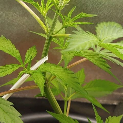 XXL Boombastic growlog timeline photo