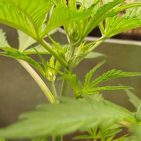 XXL Boombastic growlog timeline photo