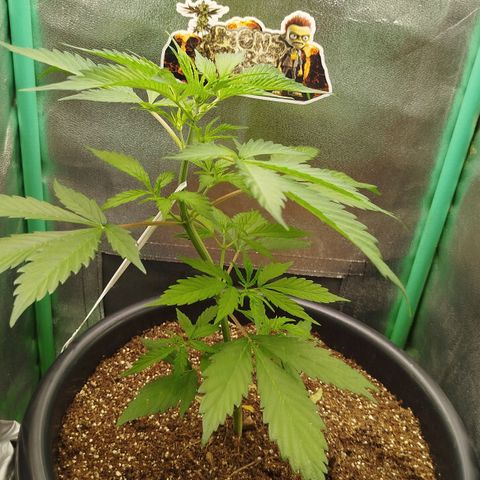 XXL Boombastic growlog timeline photo