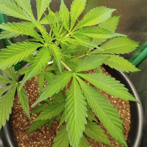 XXL Boombastic growlog timeline photo