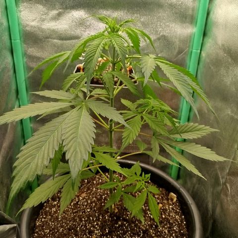 XXL Boombastic growlog timeline photo