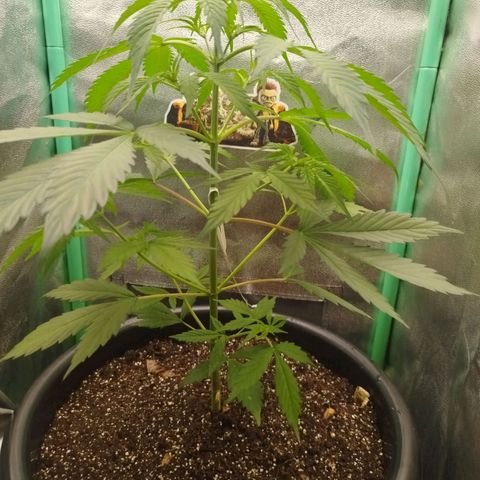 XXL Boombastic growlog timeline photo