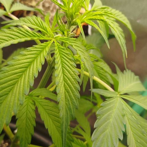XXL Boombastic growlog timeline photo