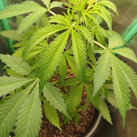 XXL Boombastic growlog timeline photo