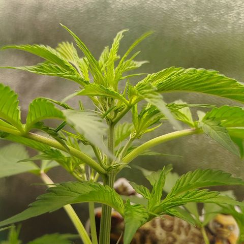 XXL Boombastic growlog timeline photo