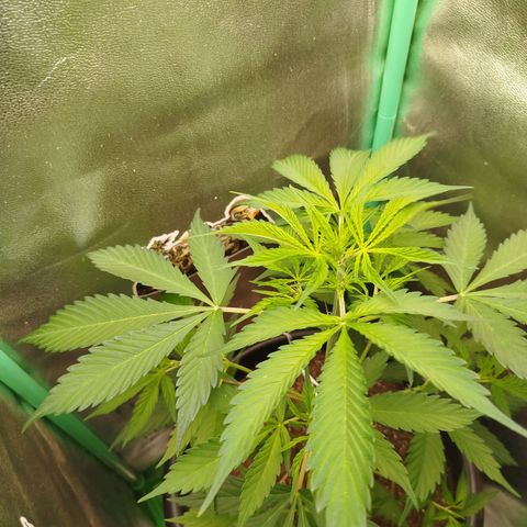 XXL Boombastic growlog timeline photo