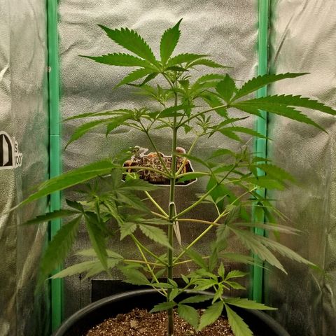 XXL Boombastic growlog timeline photo