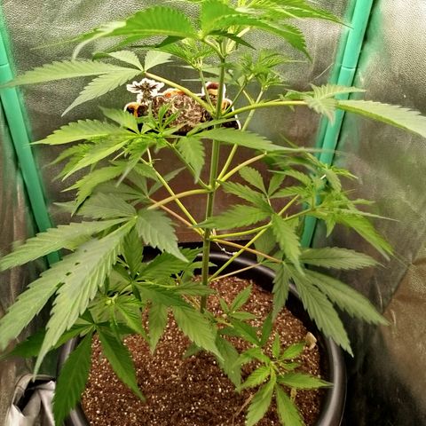 XXL Boombastic growlog timeline photo