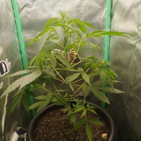 XXL Boombastic growlog timeline photo