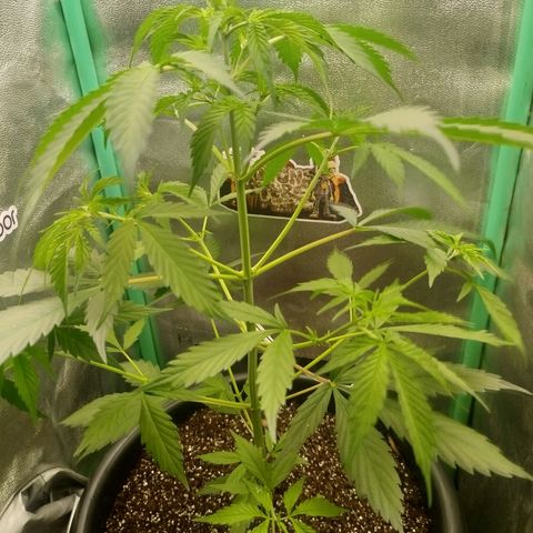 XXL Boombastic growlog timeline photo