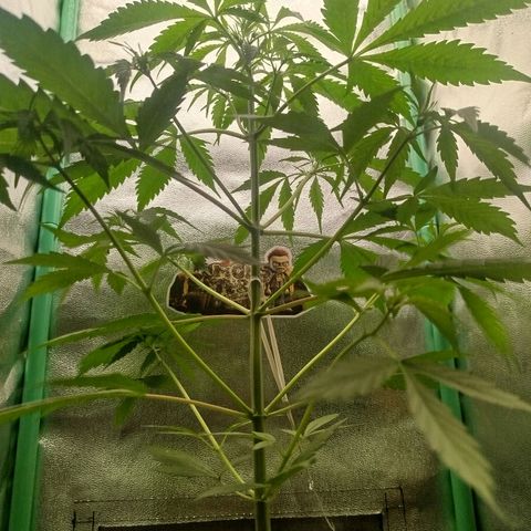 XXL Boombastic growlog timeline photo