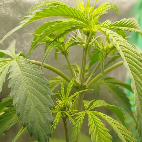 XXL Boombastic growlog timeline photo