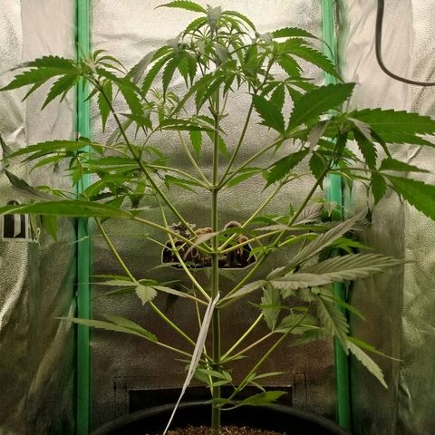 XXL Boombastic growlog timeline photo