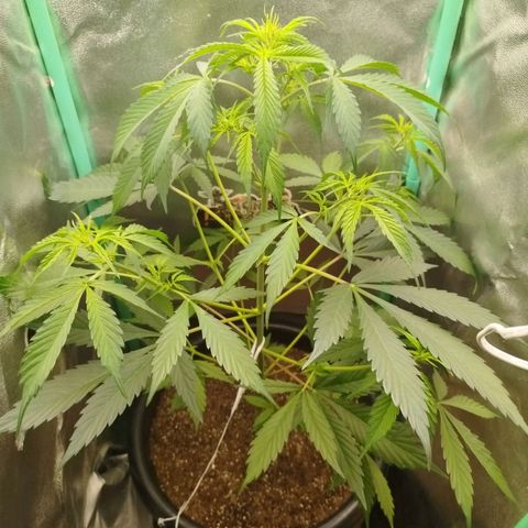 XXL Boombastic growlog timeline photo
