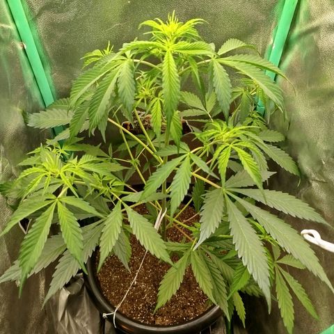 XXL Boombastic growlog timeline photo