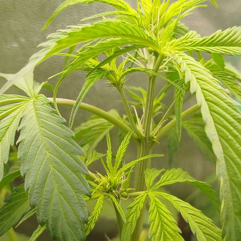 XXL Boombastic growlog timeline photo