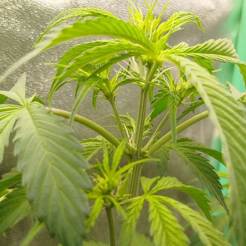 XXL Boombastic growlog timeline photo