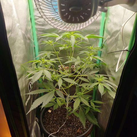 XXL Boombastic growlog timeline photo