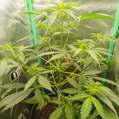 XXL Boombastic growlog timeline photo