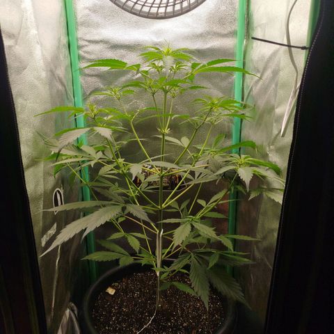 XXL Boombastic growlog timeline photo