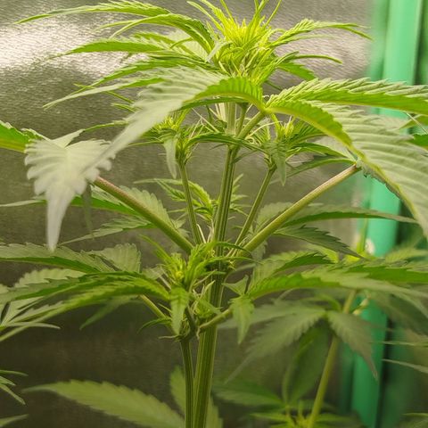 XXL Boombastic growlog timeline photo