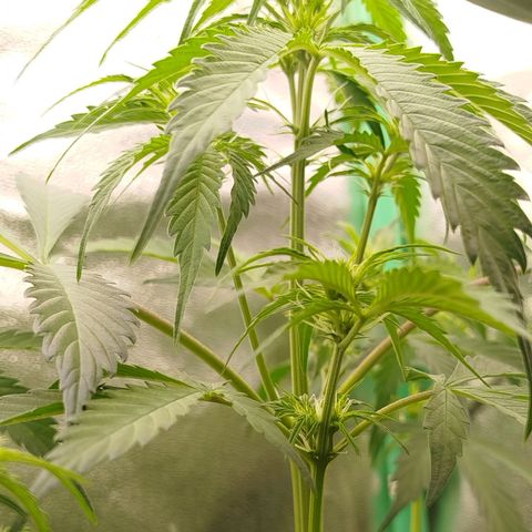 XXL Boombastic growlog timeline photo