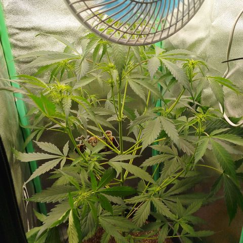 XXL Boombastic growlog timeline photo