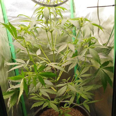 XXL Boombastic growlog timeline photo