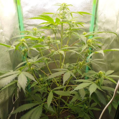 XXL Boombastic growlog timeline photo