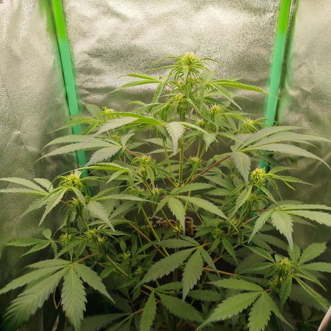 XXL Boombastic growlog timeline photo