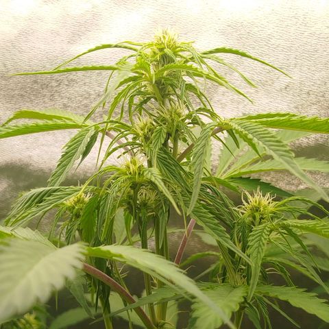 XXL Boombastic growlog timeline photo