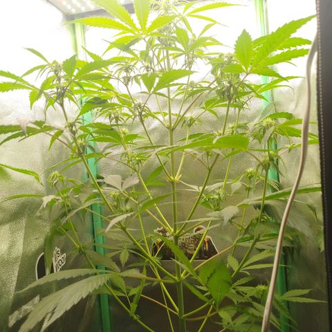 XXL Boombastic growlog timeline photo