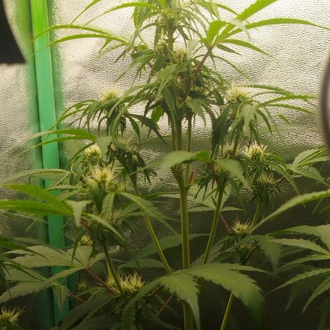 XXL Boombastic growlog timeline photo