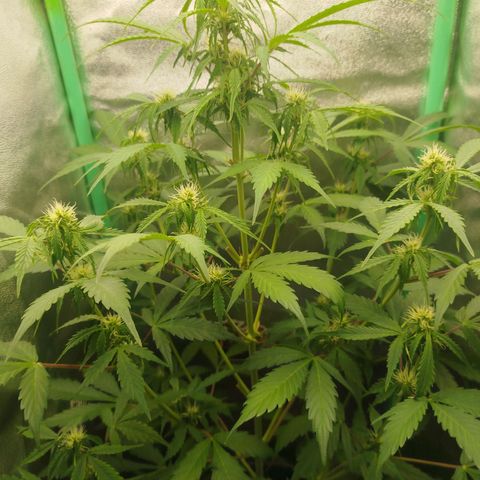 XXL Boombastic growlog timeline photo