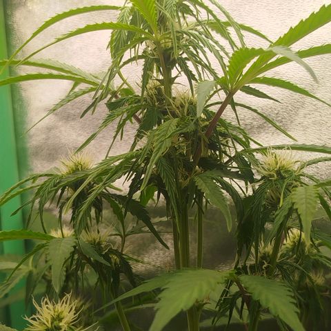 XXL Boombastic growlog timeline photo