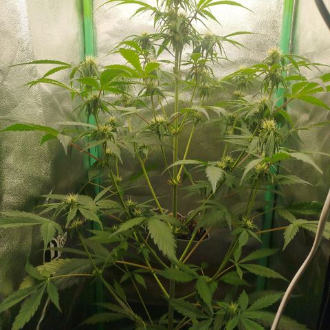 XXL Boombastic growlog timeline photo