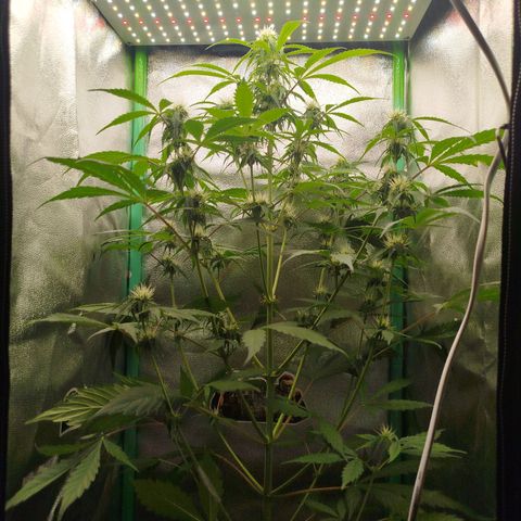 XXL Boombastic growlog timeline photo